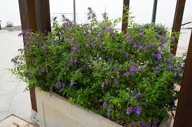 Image result for Duranta erecta