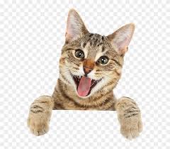 Webs best cute cat pictures updated constantly. Cat Png Free Download Cute Cat Png Transparent Png 579x653 3116406 Pngfind