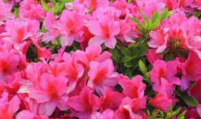 Check spelling or type a new query. How To Plant Rhododendrons To Brighten Shady Gardens Express Co Uk