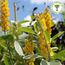 Cytisus Battandieri Yellow Tail Buy Pineapple Broom Trees