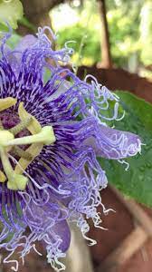 Passionflower Maypop Rakhi Bhel Krishna Kamalam Khadiyam Ap India Has Many Medicinal Uses See Link In Comments Passion Flower Krishna Rakhi