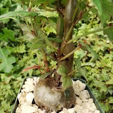 Image result for Begonia sonderiana