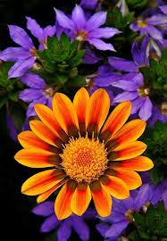 Image result for Ursinia montana