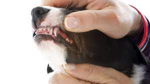 Puppy Teething Gels Do They Work Healthy Homemade Dog Treats