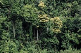 Pin On Different Types Of Forests