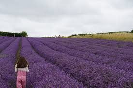 Where To Find Lavender Fields
