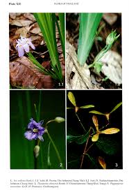 Image result for Anisopappus chinensis