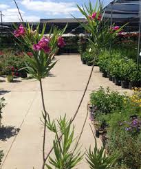 The aromatic flower will invite a whole lot of wild life in your garden. Consider Native Plants For Low Maintenance Garden Abc13 Houston