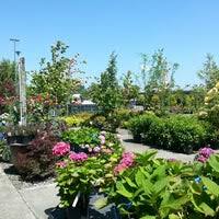 It will be smaller than the flagship in puyallup, which draws devoted customers from around the south sound, including south king county, and will focus more on gift items and will feature a potting station for customers. Watson S Greenhouse Nursery 6211 Pioneer Way E