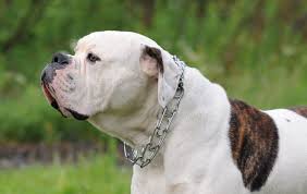 American Bulldog Wallpaper 3 Jpg 1907 1206 American Bulldog Animal Books Bulldog