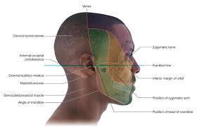 Duke Anatomy Lab 2 Pre Lab Exercise Nerve Anatomy Ear Anatomy Anatomy