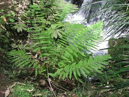 Image result for Pneumatopteris