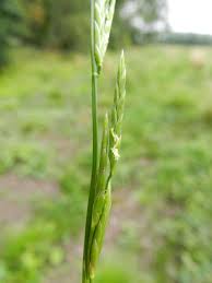 Image result for Glyceria fluitans