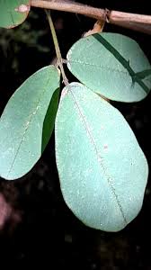 Image result for Pycnospora