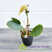 Image result for Bulbophyllum vulcanicum