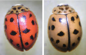 Image result for Oedina congdoniana