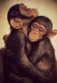 Chimp Hug Very Cool Photo Blog Animals Cute Monkey Chimpanzee