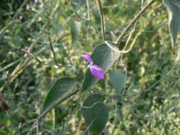 Image result for Dicliptera paniculata