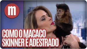 Macacos comendo mulher