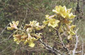 Image result for Gmelina arborea