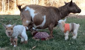 9 Cara Membantu Kambing Melahirkan Arenahewan Com