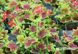 紅葉したようなもみじ葉ゼラニウム 花とハーブの生産直売 園芸教室 シクラメン ブラックベリー 寄せ植え 宮子花園 みやしかえん 石川県白山市