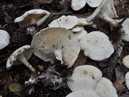 Image result for Clitopilus prunulus