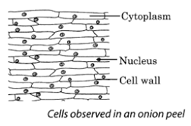Animal cell ncert class 8. Ncert Solutions For Class 8 Science Chapter 8 Cell Structure And Functions Learn Cbse