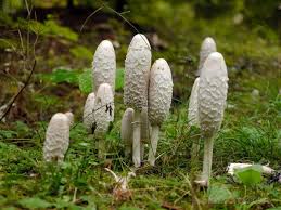 Schopftintling Pilze Essbare Pilze Speisepilze