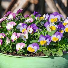 On qvc.com, you'll find lighting solutions that are cool and contemporary, or quirky and full of personality. Garden Guide For The Home Qvc Com