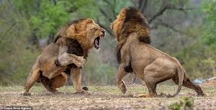 Lions In Brutal Fight Over Who Will Lead Their Pride In South Africa Lions Photos Lion Photography Lions