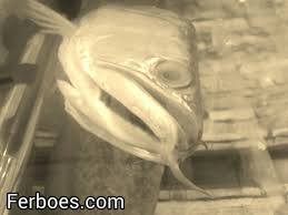 Menurut pendapat banyak ahli seperti halnya arti mimpi kebanyakan yang memiliki pertanda baik dan buruk. Arwana Mati Ferboes Com