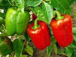 Image result for Capsicum annuum