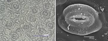 Image result for Strombosiopsis tetrandra