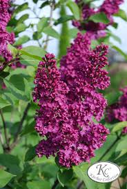 Flieder Edelflieder Andenken An Ludwig Spath Pflanzen