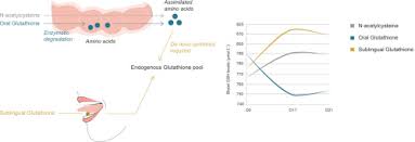 Effects Of N Acetylcysteine Oral Glutathione Gsh And A Novel Sublingual Form Of Gsh On Oxidative Stress Markers A Comparative Crossover Study Sciencedirect