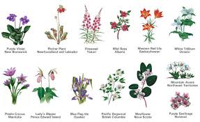 Gift ideas, history, types, and symbolism of this popular plant are all covered in this blog. Flowers Of The Provinces And Territories Of Canada Flowers Canada Wildflower Drawing Flowers To Go