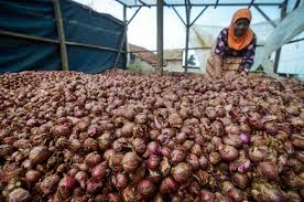 Tidak bisa hidup di tempat. Kementerian Pertanian Ekspor 1 000 Ton Bawang Merah Ekonomi Bisnis Com