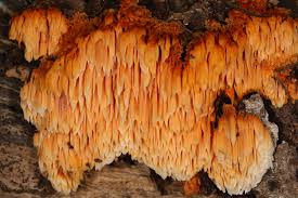 Image result for Pycnoporellus alboluteus