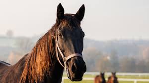 Bird flu could be spreading to horses undetected, study finds