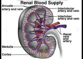 Arcuate Arteries And Veins Arteries Arteries And Veins Kidney