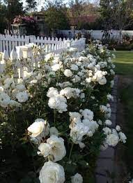 Check spelling or type a new query. Super Garden Fence White Plants 29 Ideas White Rose Garden Rose Garden Design White Garden