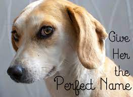 Naming a female dog goes way beyond appearance, though your fluffy or sleek dog might have a personality to match. 525 Cute Female Dog Names And Meanings Pethelpful
