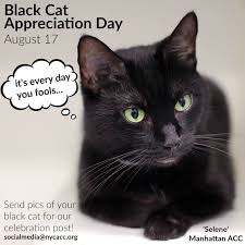 Years ago, a breeder of persian/himalayan had one black cat left from a litter. Search Black Cat Appreciation Day Black Cat Adoption Kitten Adoption