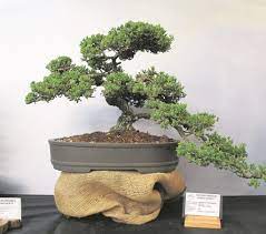 The Eastern Province Bonsai Society S Annual Bonsai Show Will Take Place At The Sherwood Garden Centre Walker Driv Bonsai Tree Juniper Bonsai Bonsai Tree Care