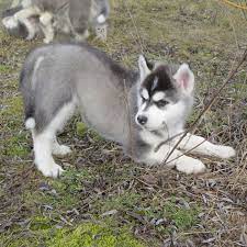 A husky is a sled dog used in the polar regions. Sibirischer Husky Tierlexikon Geolino