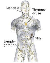 Das lymphatische system setzt sich zusammen aus den lymphgefäßen und den lymphatischen geweben. Lymphsystem Aufbau Funktion Einfach Erklart Mit Bildern