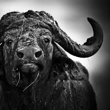 Black And White Images Of Animals Africa By Laurent Baheux Animals Black And White Wild Animals In Africa Animal Photography