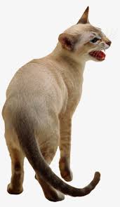 The most commonly known hypoallergenic cat breed is the hairless sphynx. Cute Cat Png Image Siamese Cat Transparent Background 952x1600 Png Download Pngkit