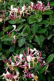 Need to translate madreselva from spanish and use correctly in a sentence? Madreselva Ecured